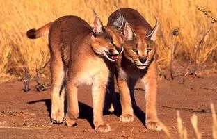 یوزوک، شگفت‌انگیزترین گربه‌سان ایران در بیابان‌های یزد + ویدئو