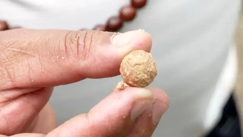 چرا دزدان مسلح این درخت را نابود کردند؟ | درختی با دانه‌های ویژه