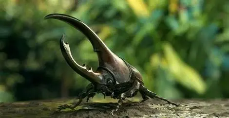 این سوسک ۷۰۰ میلیون تومان قیمت دارد +  عکس