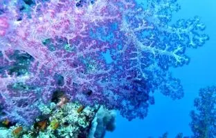 چرا روی زمین همه چیز رنگارنگ است؟