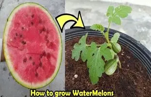 چگونه در گلدان هندوانه بکاریم؟ + ویدئو