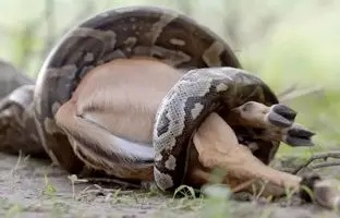 فرار معجزه‌آسای ایمپالا از چنگال مرگبار مار پیتون! +ویدئو