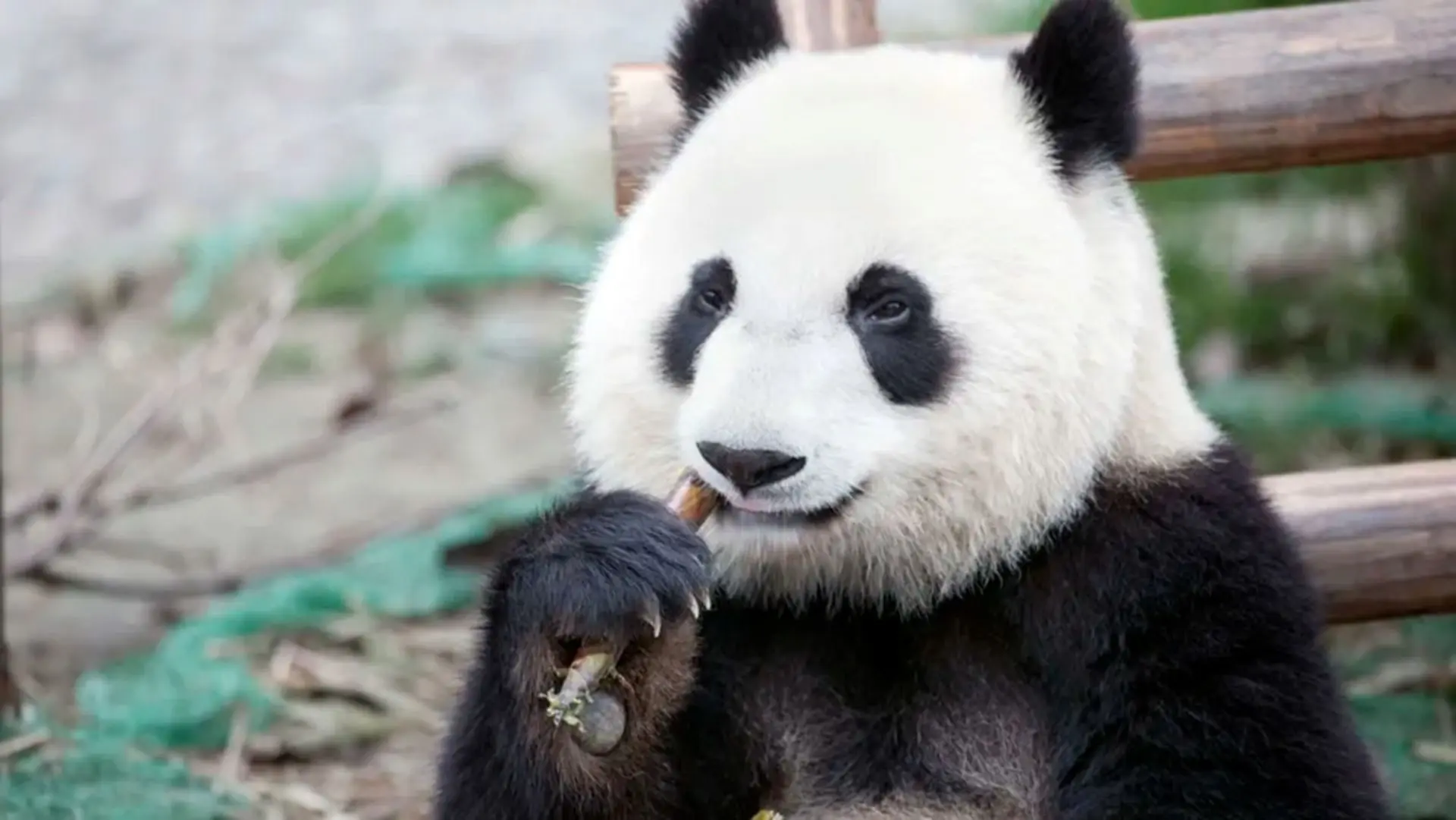 چرا پانداها فقط بامبو می‌خورند؟ 