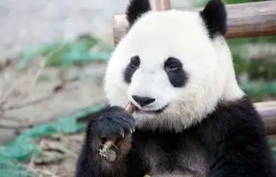 چرا پانداها فقط بامبو می‌خورند؟ 
