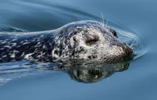 فُک موج‌سوار حرفه‌ای در سواحل نیوزیلند دیده شد + ویدئو