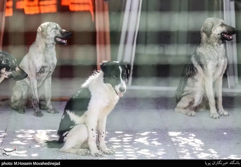  کودکان قربانیان اصلی "هاری" در ایران 