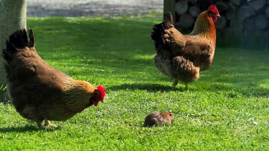 (ویدئو)  نتیجه تلخ حمله غافلگیرکننده موش به خروس!