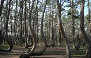 چرا همه درختان این جنگل کج هستند؟ + ویدئو