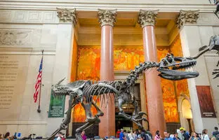 کشف فسیل دایناسور زیر پارکینگ موزه مشهور آمریکا