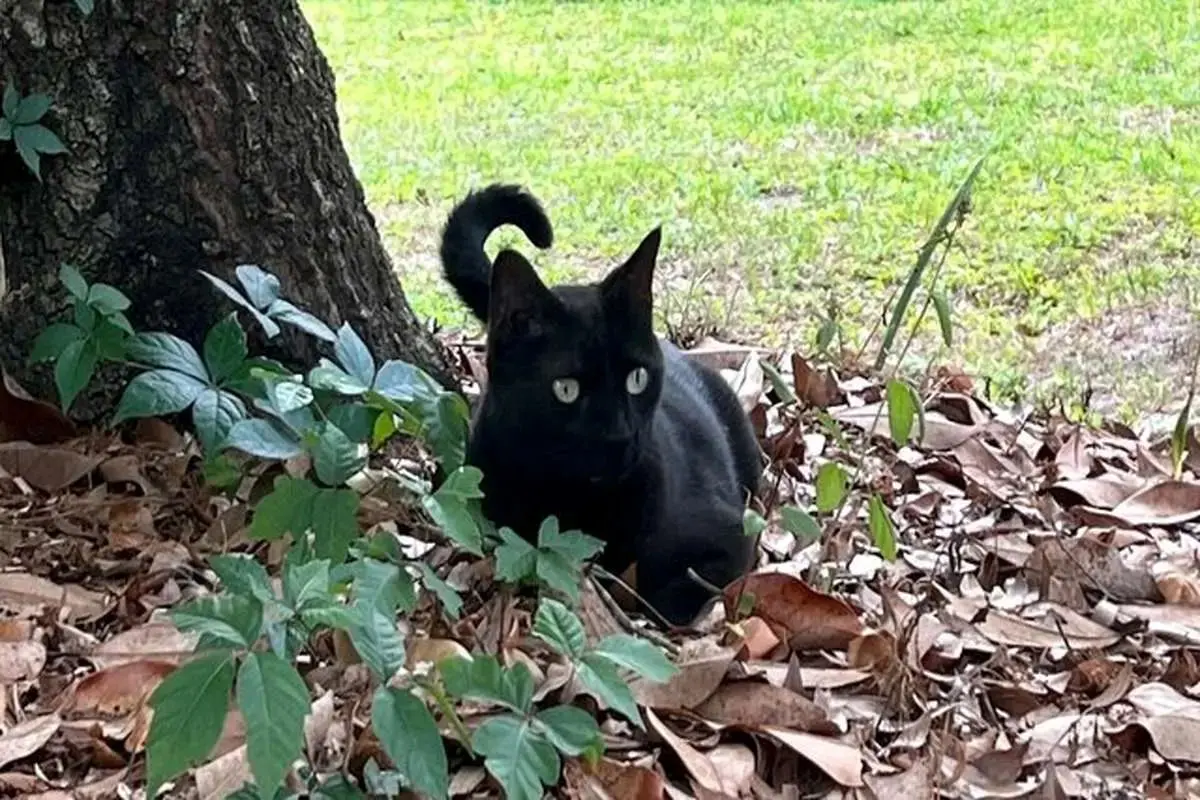  گربه‌ای در فلوریدا یک ویروس جدید کشف کرد! 