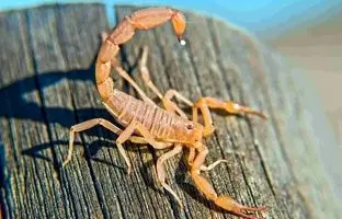 قبل از پوشیدن کفش، داخلش را ببینید؛ عقرب زیاد شده! + ویدئو