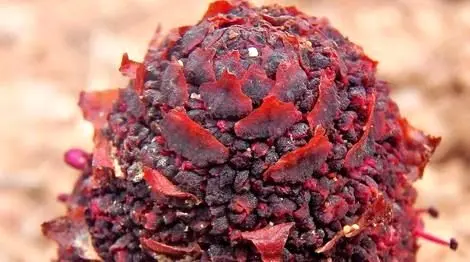 سینوموریوم یا انگشت صحرایی: عجیب‌ترین و کمیاب‌ترین گیاه جهان با ظاهری مرموز که بمب انرژی‌ست! + عکس