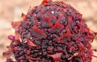 سینوموریوم یا انگشت صحرایی: عجیب‌ترین و کمیاب‌ترین گیاه جهان با ظاهری مرموز که بمب انرژی‌ست! + عکس
