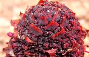 سینوموریوم یا انگشت صحرایی: عجیب‌ترین و کمیاب‌ترین گیاه جهان با ظاهری مرموز که بمب انرژی‌ست! + عکس