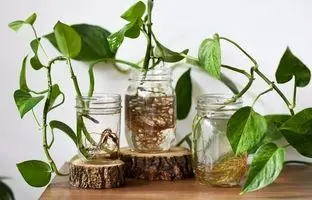  ۱۰ گیاه آپارتمانی که در آب رشد می‌کنند؛ بدون دردسر خاک و آبیاری!