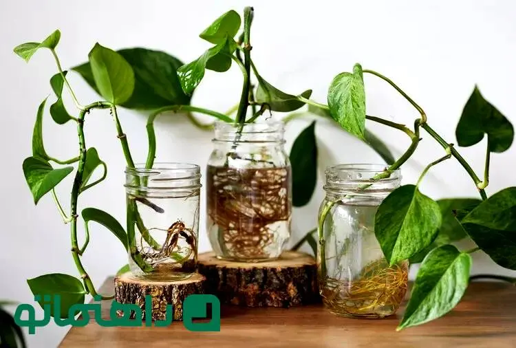  ۱۰ گیاه آپارتمانی که در آب رشد می‌کنند؛ بدون دردسر خاک و آبیاری!