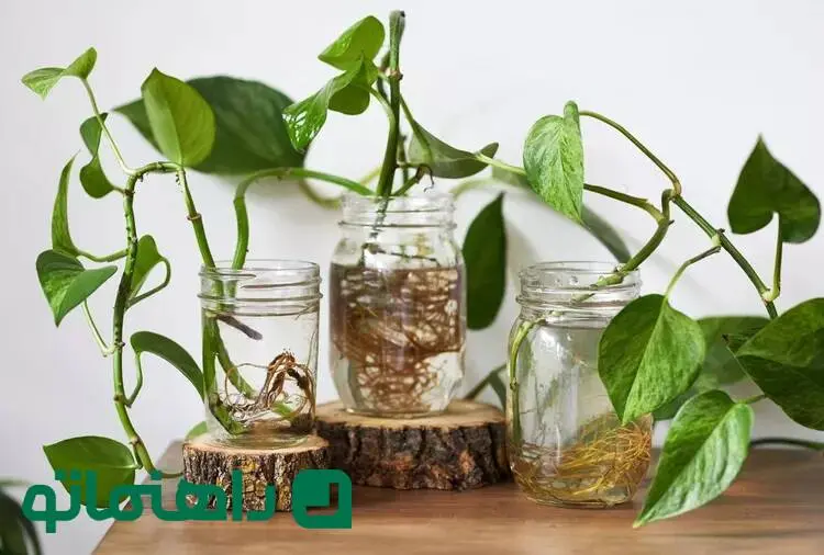  ۱۰ گیاه آپارتمانی که در آب رشد می‌کنند؛ بدون دردسر خاک و آبیاری!