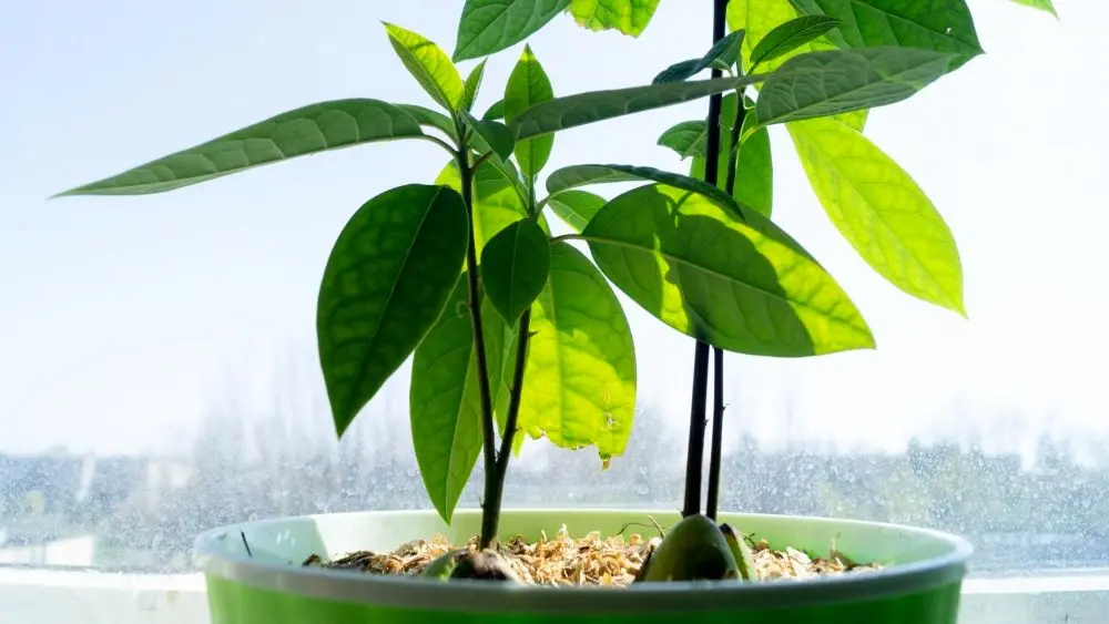 چطور از هسته آووکادو یک گیاه آپارتمانی زیبا بسازیم؟ (راهنمای کامل برای مبتدی‌ها)