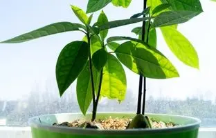 چطور از هسته آووکادو یک گیاه آپارتمانی زیبا بسازیم؟ (راهنمای کامل برای مبتدی‌ها)