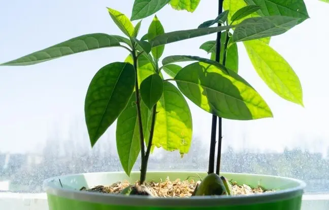 چطور از هسته آووکادو یک گیاه آپارتمانی زیبا بسازیم؟ (راهنمای کامل برای مبتدی‌ها)