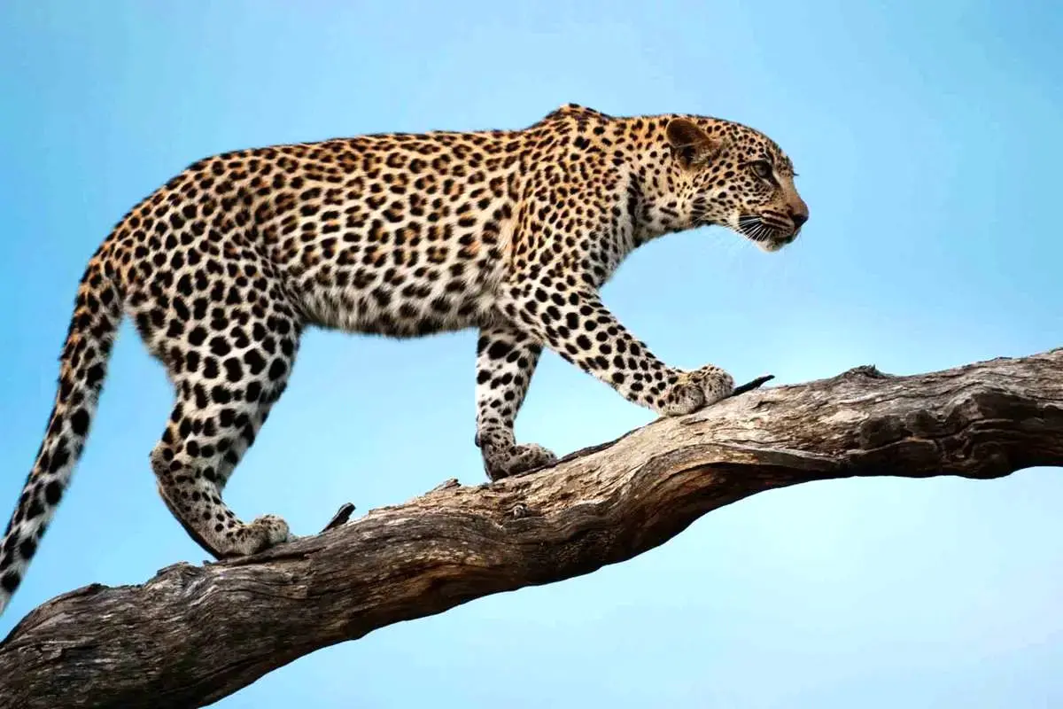  ویدئوی حیرت‌انگیز از پلنگی که مثل انسان ایستاد 