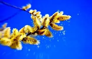 شما هم این ۸ اثر منفی و مثبت فصل بهار را احساس می‌کنید؟