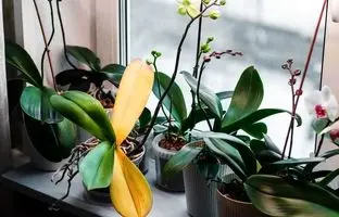 زرد شدن برگ گیاهان؛ ۶ دلیل رایج و راه‌حل‌های موثر