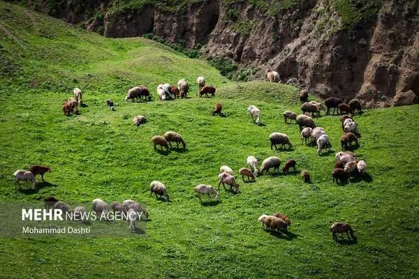 گالری