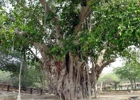 درختی که با کشتن دیگری رشد می کند + عکس