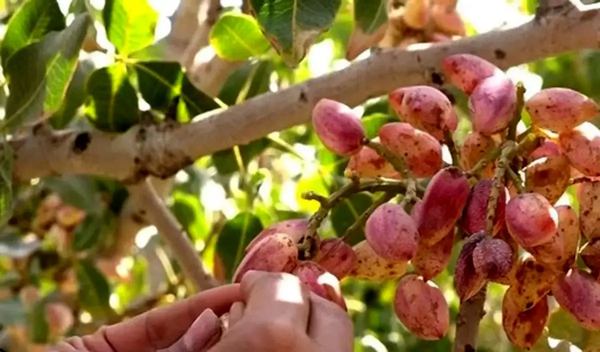 ۳ ترفند ساده برای خشک کردن پسته تازه در خانه