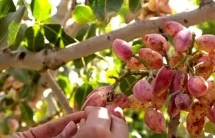 ۳ ترفند ساده برای خشک کردن پسته تازه در خانه
