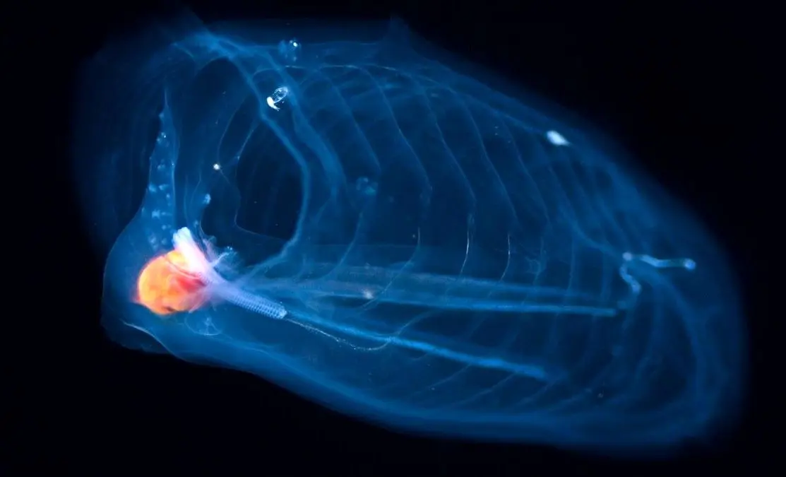 جانوری که سریع‌ترین «رشد» جهان را دارد و اقیانوس‌ها را تصفیه می‌کند