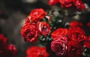 راهنمای نگهداری از گل رز؛ آموزش گام به گام پرورش گل رز + نگهداری از شاخه بریده گل رز