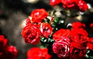 راهنمای نگهداری از گل رز؛ آموزش گام به گام پرورش گل رز + نگهداری از شاخه بریده گل رز