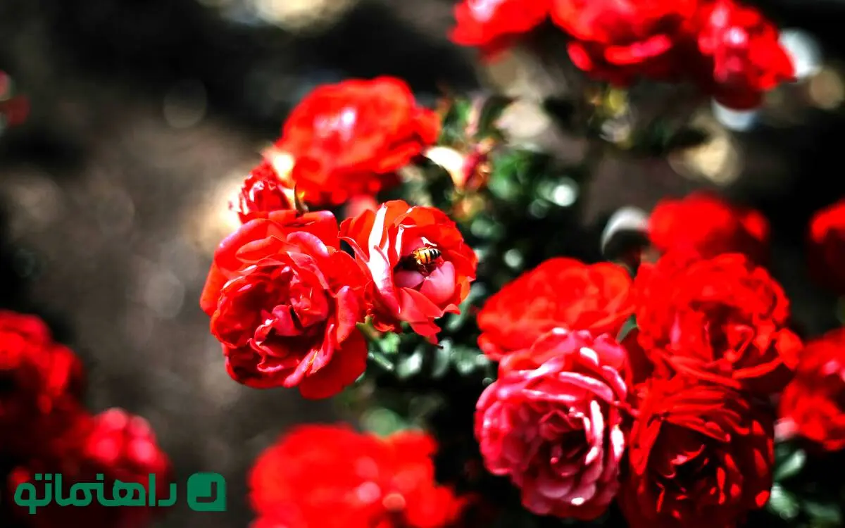 راهنمای نگهداری از گل رز؛ آموزش گام به گام پرورش گل رز + نگهداری از شاخه بریده گل رز