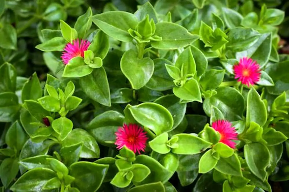 روش تکثیر و نگهداری گل یخ