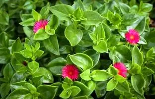 روش تکثیر و نگهداری گل یخ