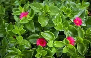 روش تکثیر و نگهداری گل یخ