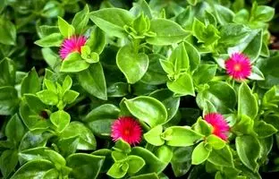 روش تکثیر و نگهداری گل یخ