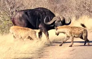 بوفالو برای فرار از کفتارها، دُم خود را فدا کرد + ویدئو