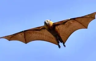 کشف ویروس‌های جدید و خطرناک در خفاش‌های چین که قابل‌انتقال به انسان هستند
