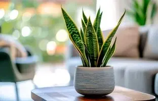 سال مار با گیاه سانسوریا ؛ بهترین جای قرار دادن سانسوریا بر اساس فنگ‌ شویی