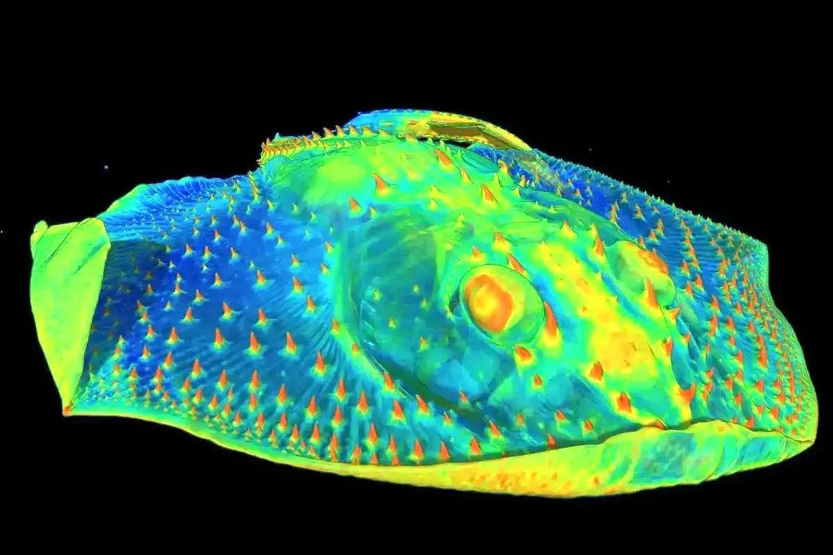  راز حساسیت دندان‌ها در یک موجود ۵۰۰ میلیون‌ساله! 