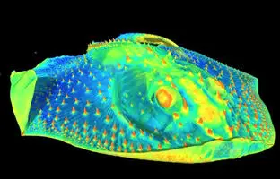  راز حساسیت دندان‌ها در یک موجود ۵۰۰ میلیون‌ساله! 