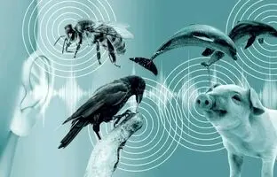 درک زبان حیوانات با هوش مصنوعی