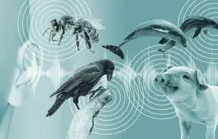 درک زبان حیوانات با هوش مصنوعی