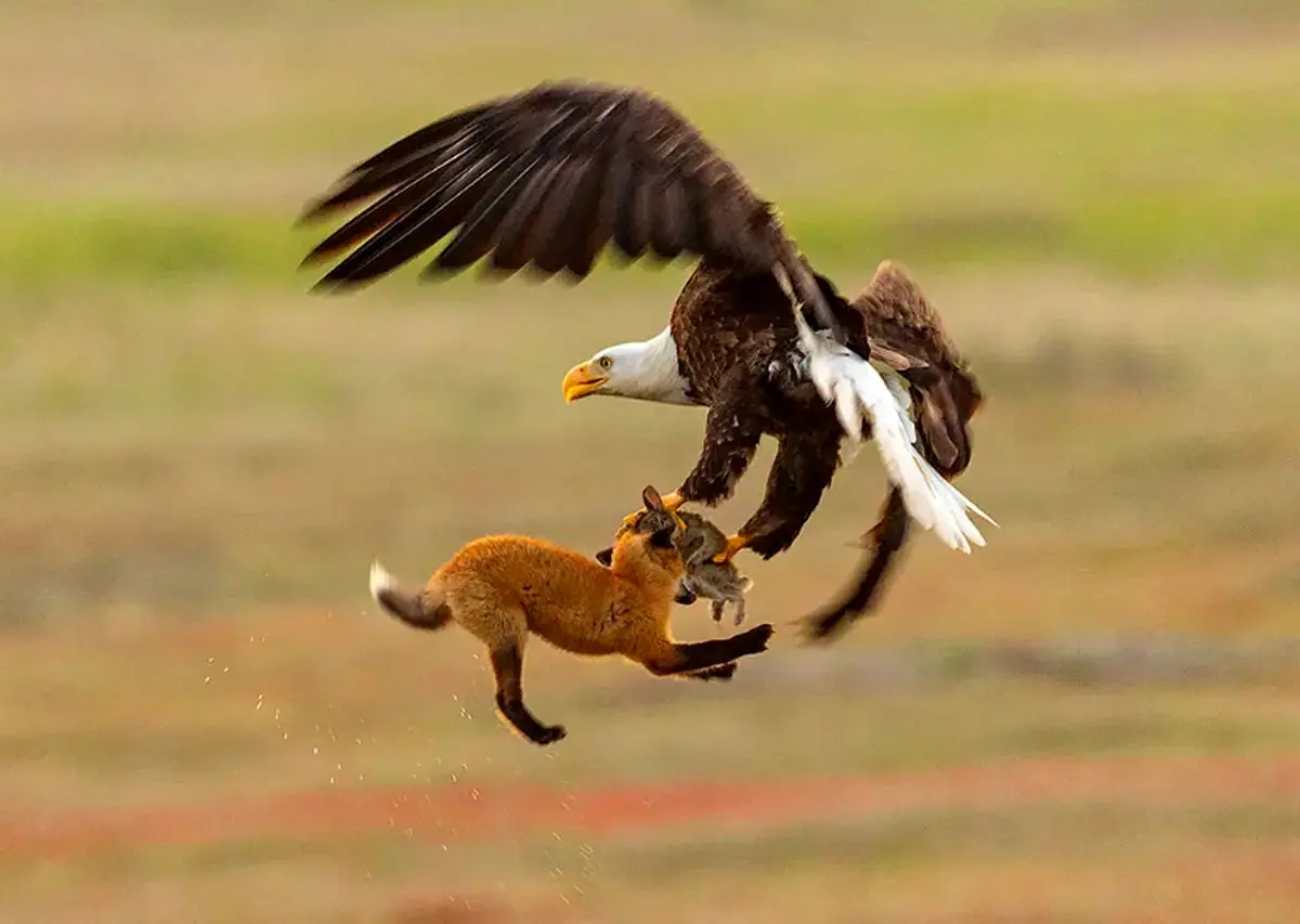 فیلمی باورنکردنی از توانایی عقاب طلایی در شکار و بلند کردن روباه قرمز + ویدئو