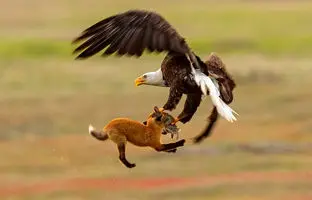 فیلمی باورنکردنی از توانایی عقاب طلایی در شکار و بلند کردن روباه قرمز + ویدئو