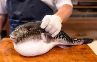 غذاهای خیابانی جهان؛ پخت غذا با ماهی بادکنکی در خیابان‌های ویتنام + ویدئو