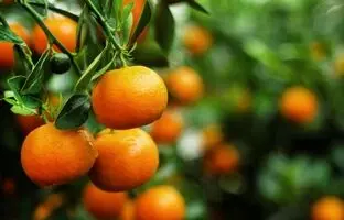 خواص نارنگی و معایب آن؛ چه کسانی نبایند نارنگی بخورند